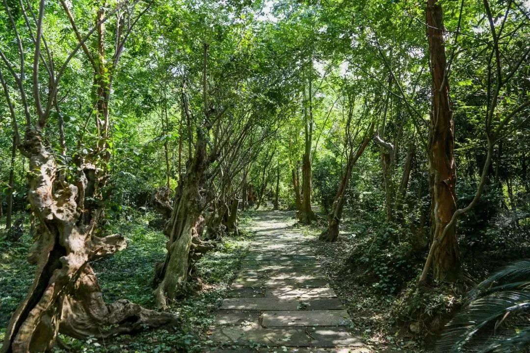 废弃庄园变鹭鸟天堂 | 400㎡中式宅院与 30 亩森林的共生设计-22