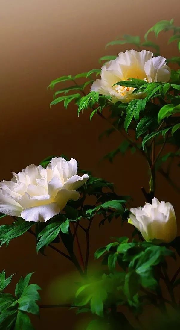 牡丹养护攻略 | 花园中的花中之王-13