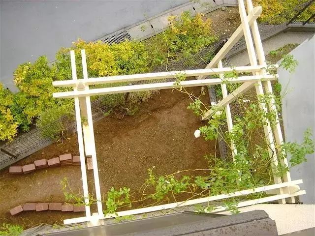 历时19年,小哥熬成大叔,不断改造进化的4㎡小院子!-22