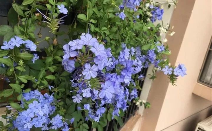 打造惊艳阳台,7 种花卉让空间焕发生机-26