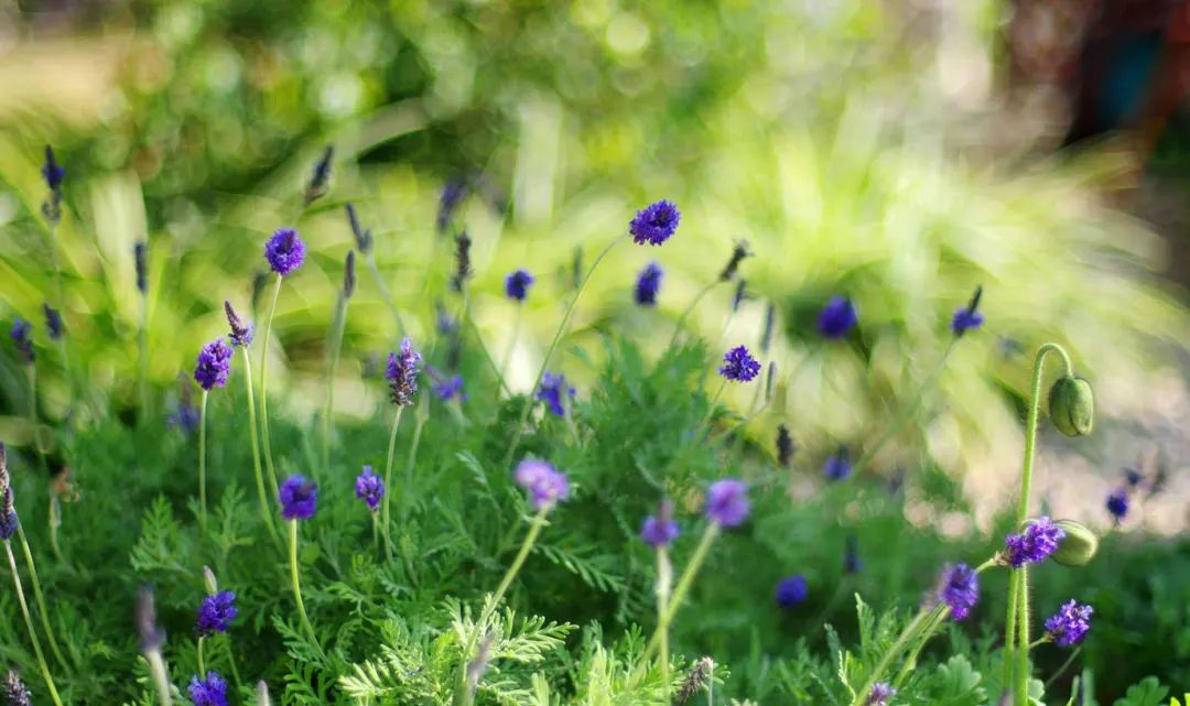 疫情下的自然憧憬 | 打造属于自己的一方花园天地-9