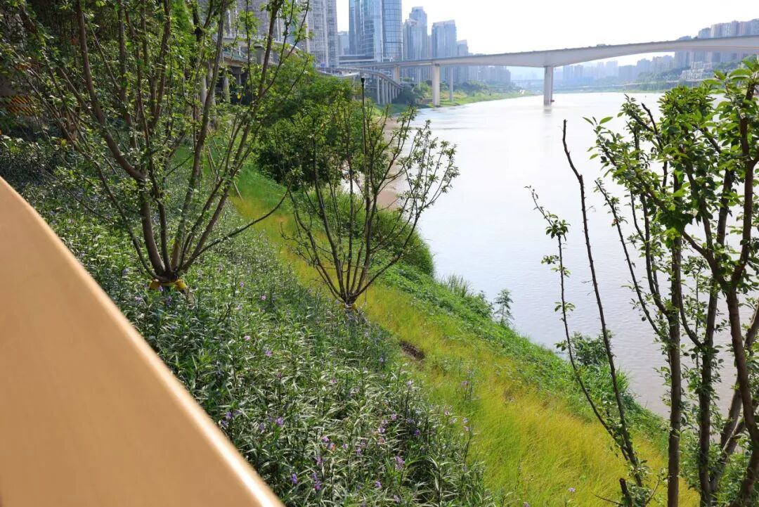 焕新！李子坝片区“两江四岸”治理提升工程基本完工-19
