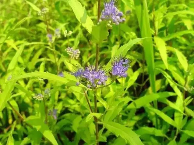 花境设计常用 60 种植物，让花园变得绚丽多彩-26