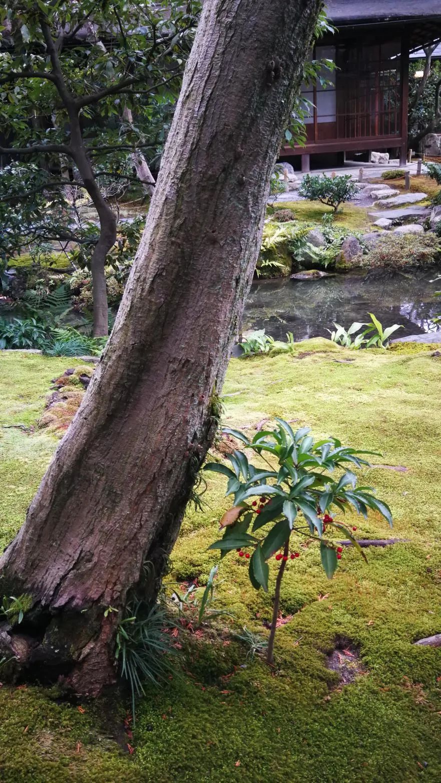 禅意花园里植物的那些事-148