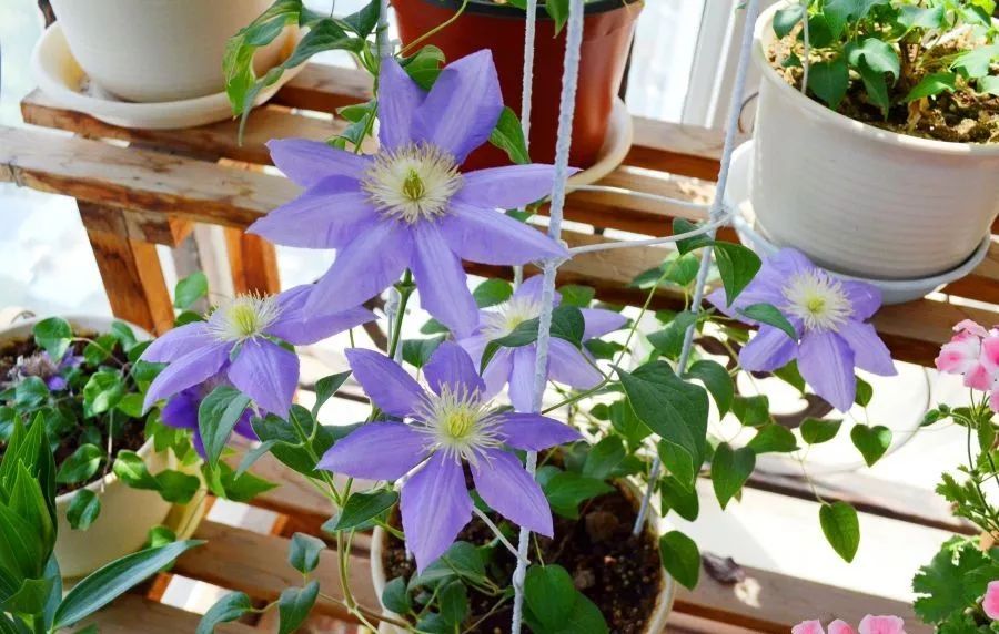 打造惊艳阳台,7 种花卉让空间焕发生机-31