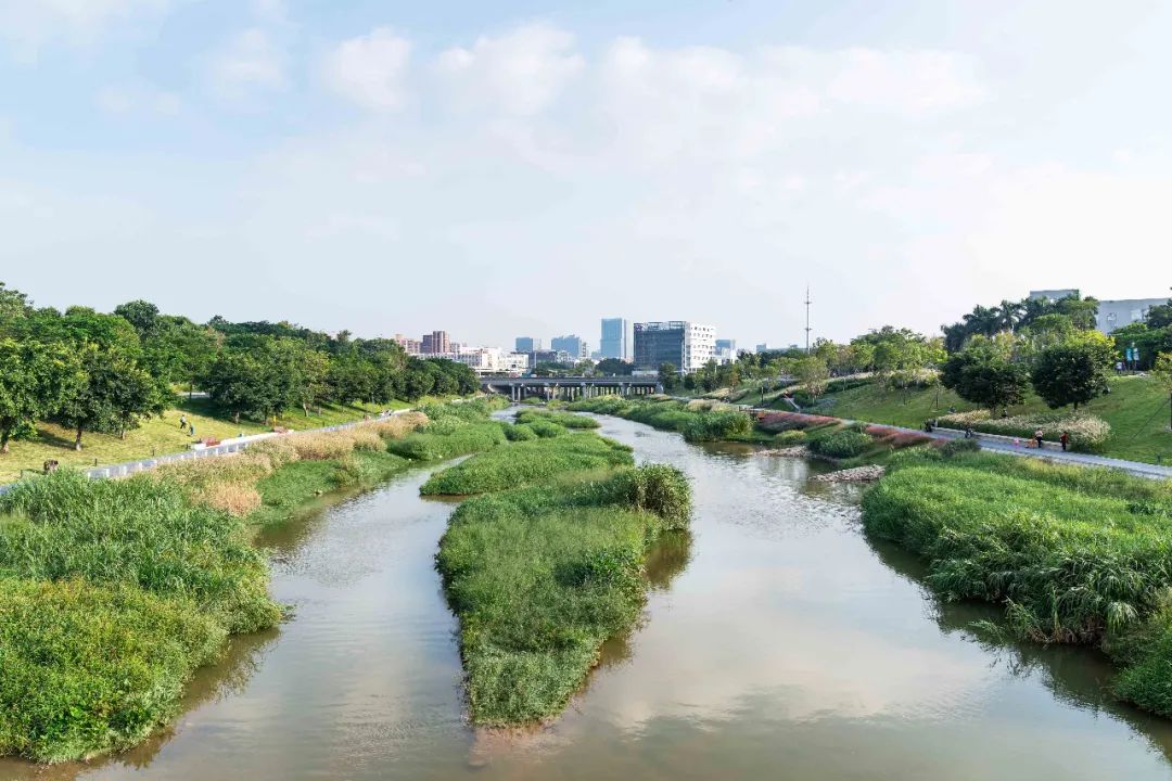 茅洲河碧道·光明段生态修复试点-111