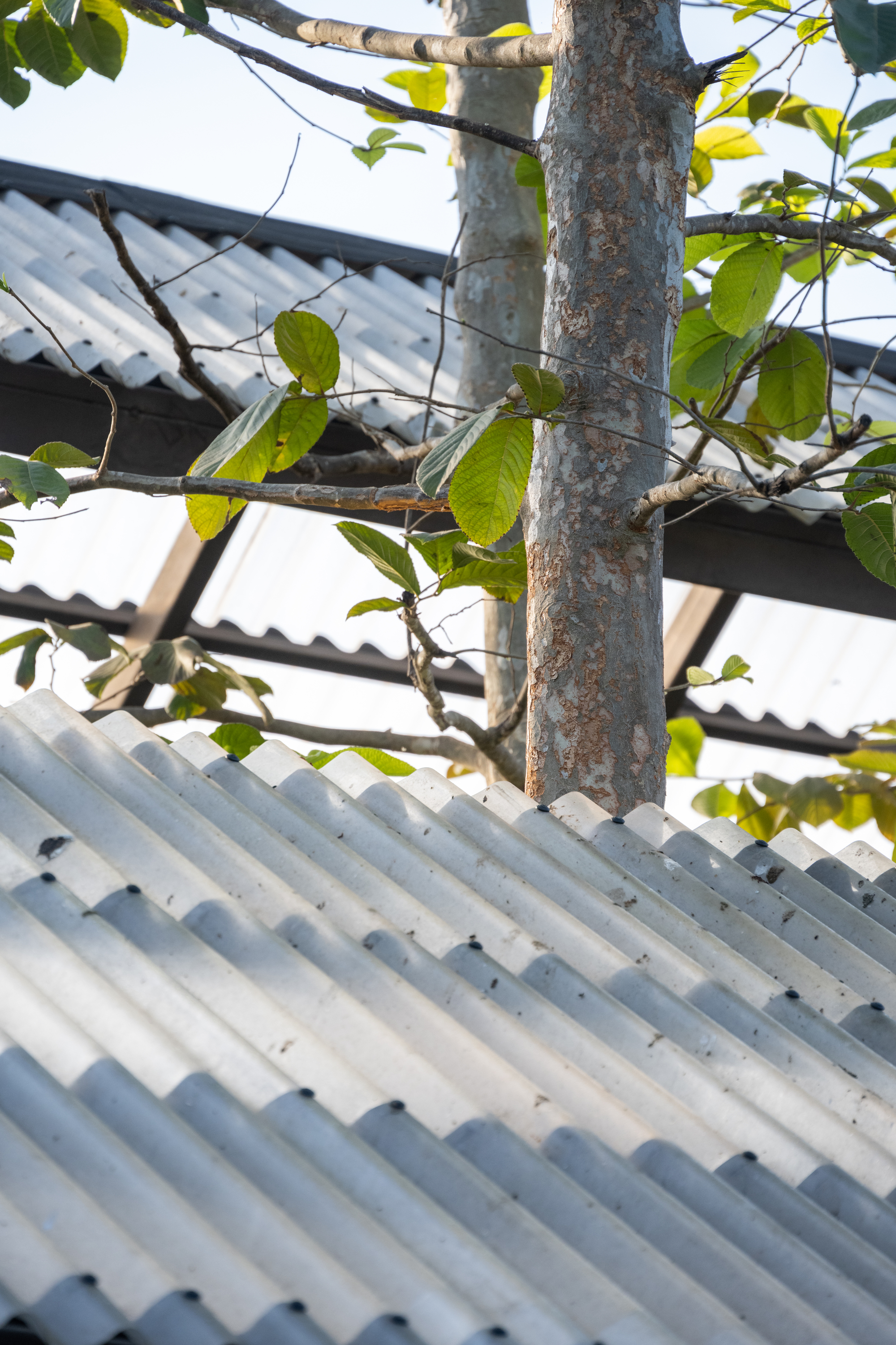 Dog,Human House,EKAR丨泰国佛统-47