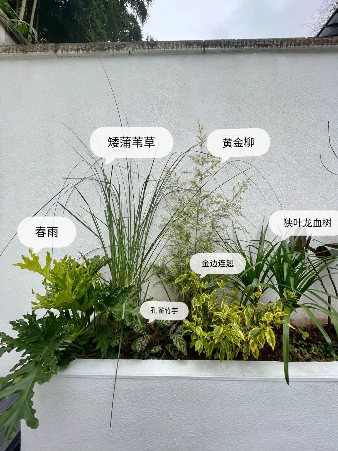 一个没有花的花园，全是绿植的高颜值花园改造，太美了-12