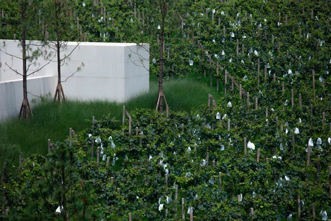 重庆万科璞园丨中国重庆丨WTD纬图设计-44