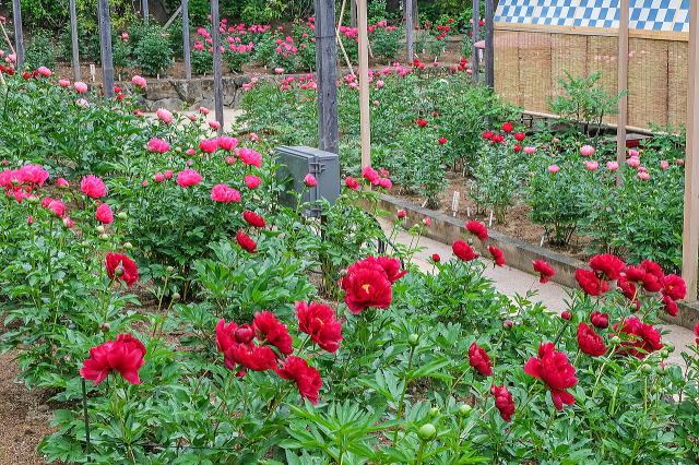 由志園丨中国松江-43