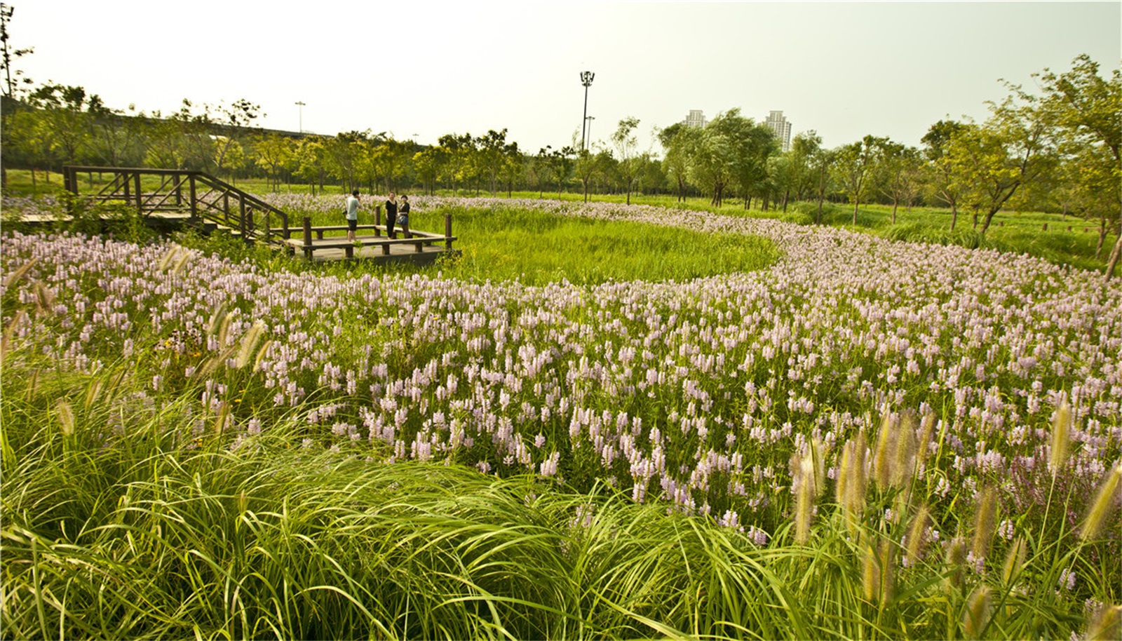 西安雁南公园（二期）丨中国西安丨土人设计（Turenscape）-191