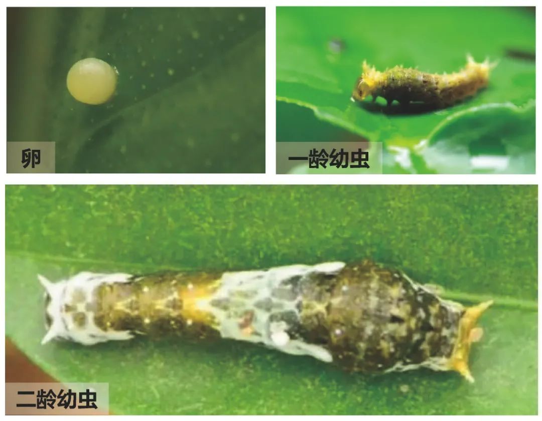 与自然和谐共生的茏腾生态馆-8