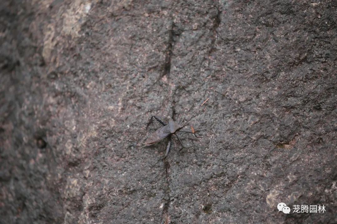 天湖寻踪 | 自然生态的探索与记录-51