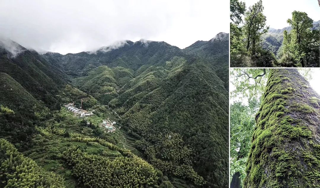 松阳原舍揽树山房 | 最后的江南秘境里的理想山居-10