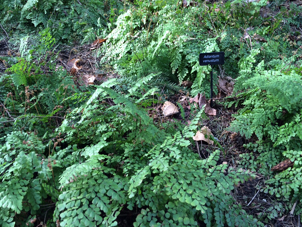 华盛顿公园喜马拉雅云林花园丨美国华盛顿-36