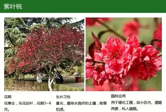 全方位植物设计课程，实战训练，案例示范，作业一对一指导-21