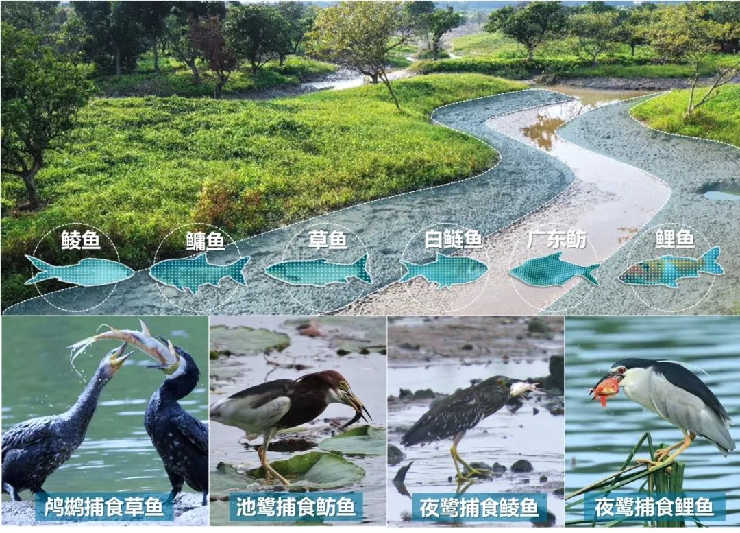 海珠湿地生物多样性保护修复工程丨中国广州丨广州市城市规划勘测设计研究院-47