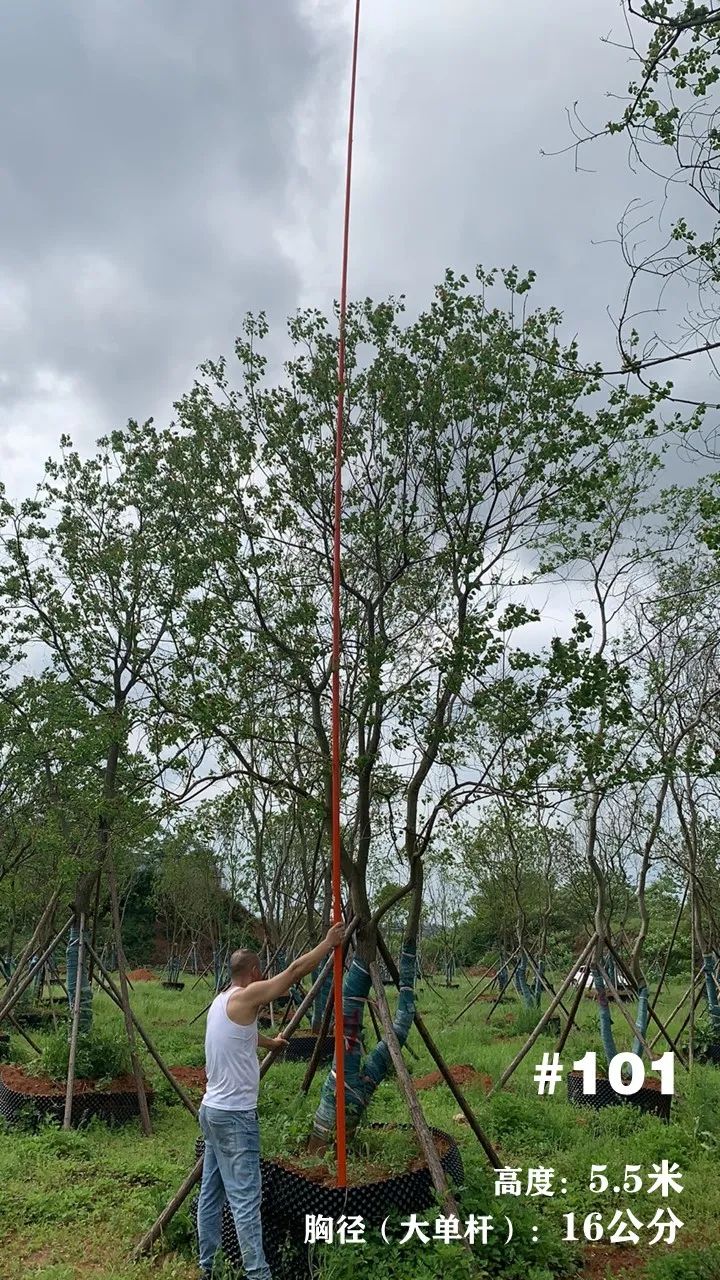 湖南衡阳 148 棵精品乌桕景观设计丨中国衡阳丨看见景观-120