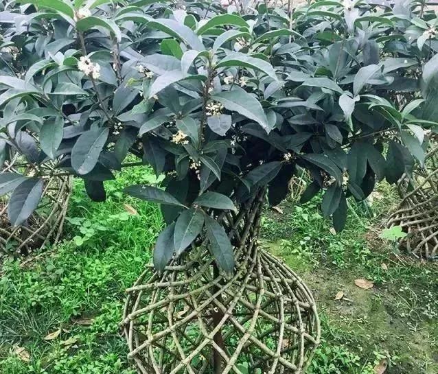 10 大最适合景观造型的树种解析-13