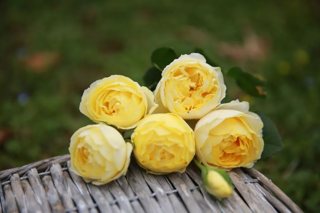 打造惊艳阳台,7 种花卉让空间焕发生机-49