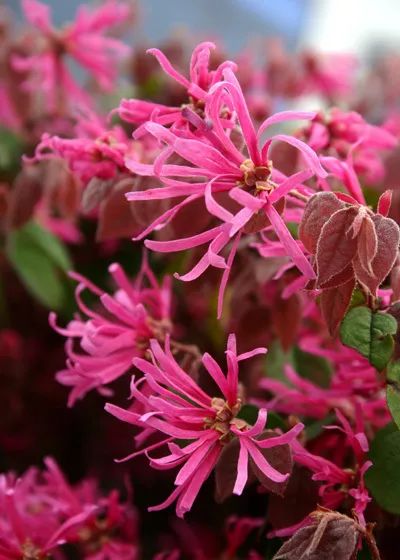 罗汉松 | 庭院中的守财吉祥树-88