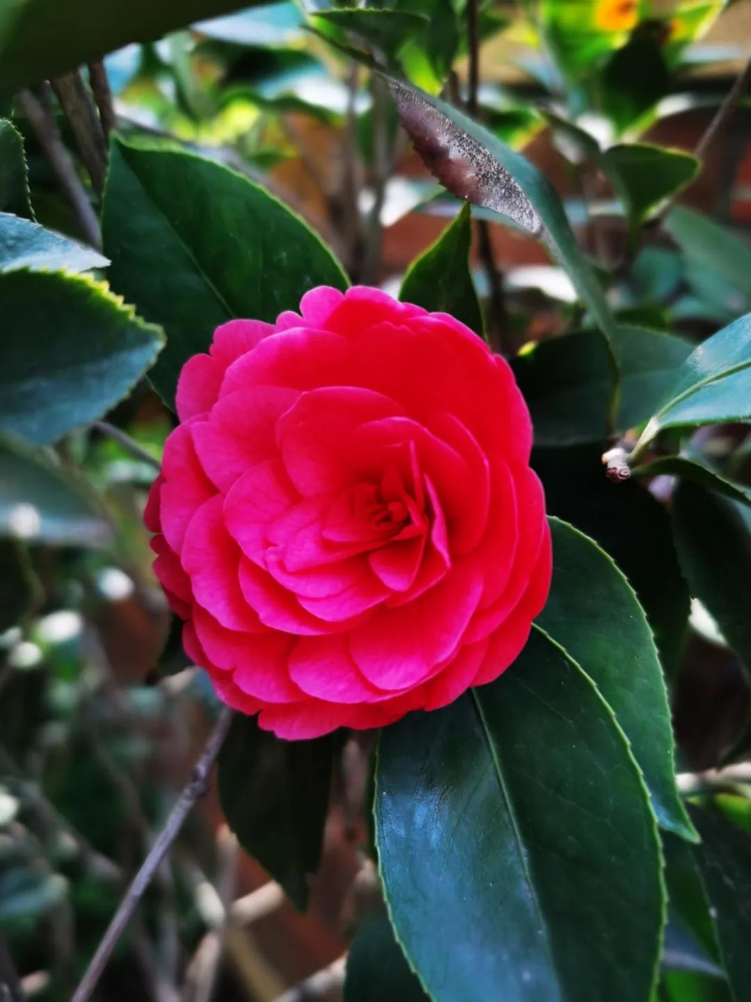 禅意花园里植物的那些事-56