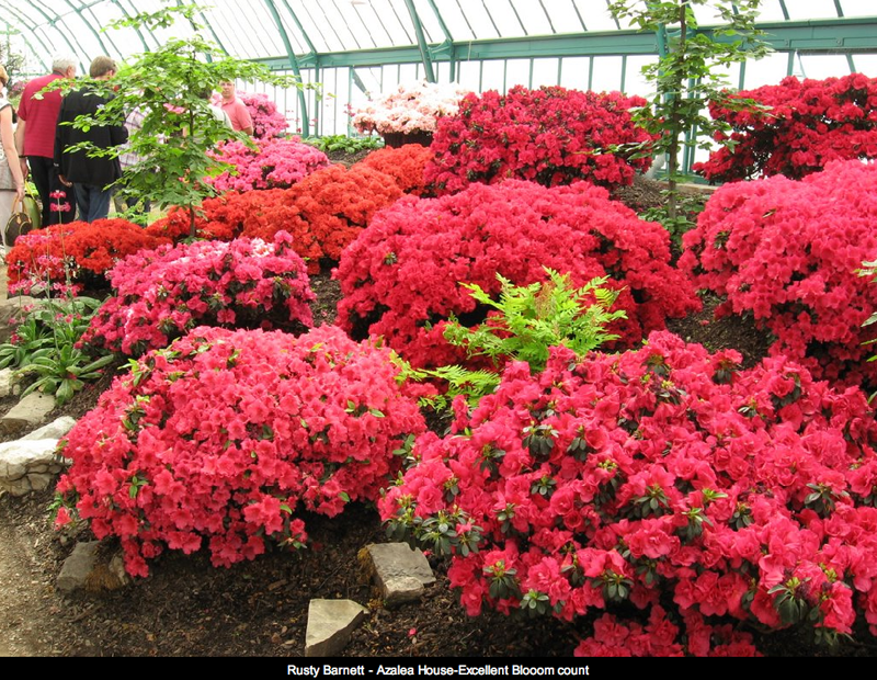 Magiche serre reali di Laeken (Bruxelles) | theouterthebetter-27