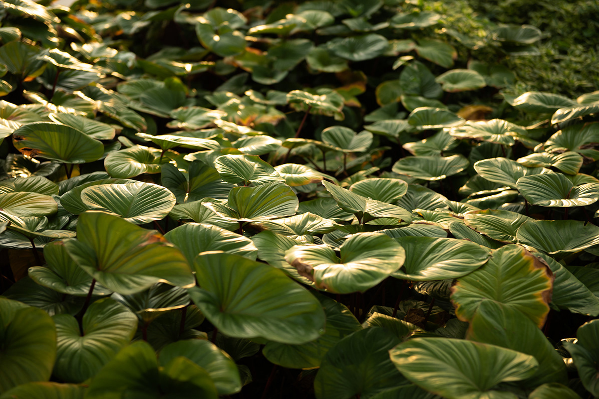 布拉西里·拉差普鲁克 345丨泰国丨PanoramicStudio-21
