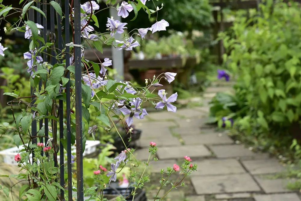 25年前的自制老花园，原来还可以这么美-18