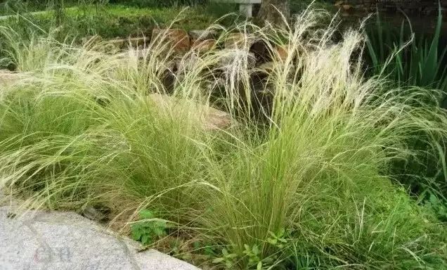 花境设计常用 60 种植物，让花园变得绚丽多彩-157