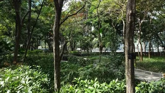 深圳罗湖“三横四纵”绿廊生活-47