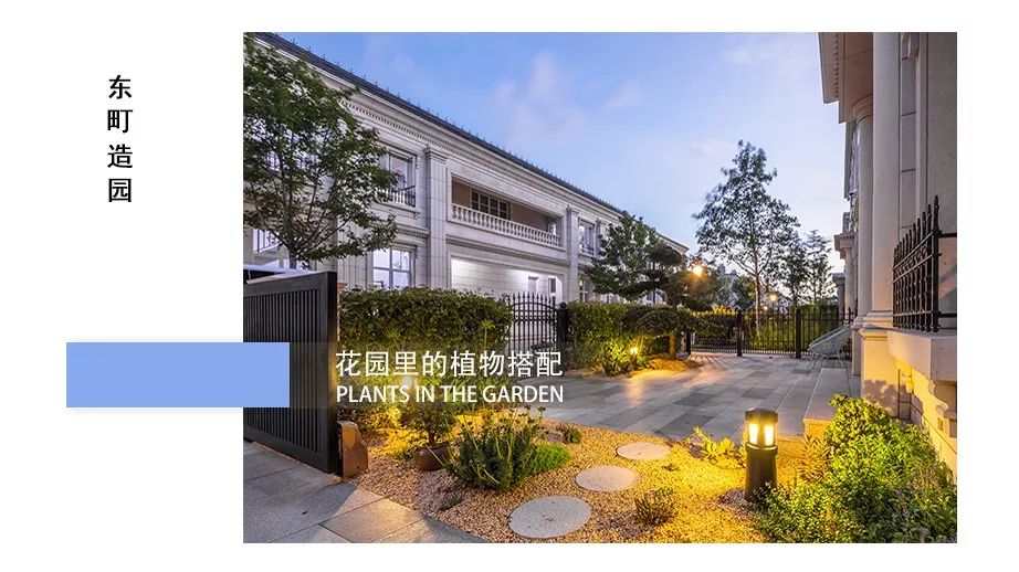 花园植物搭配的艺术与功能-13