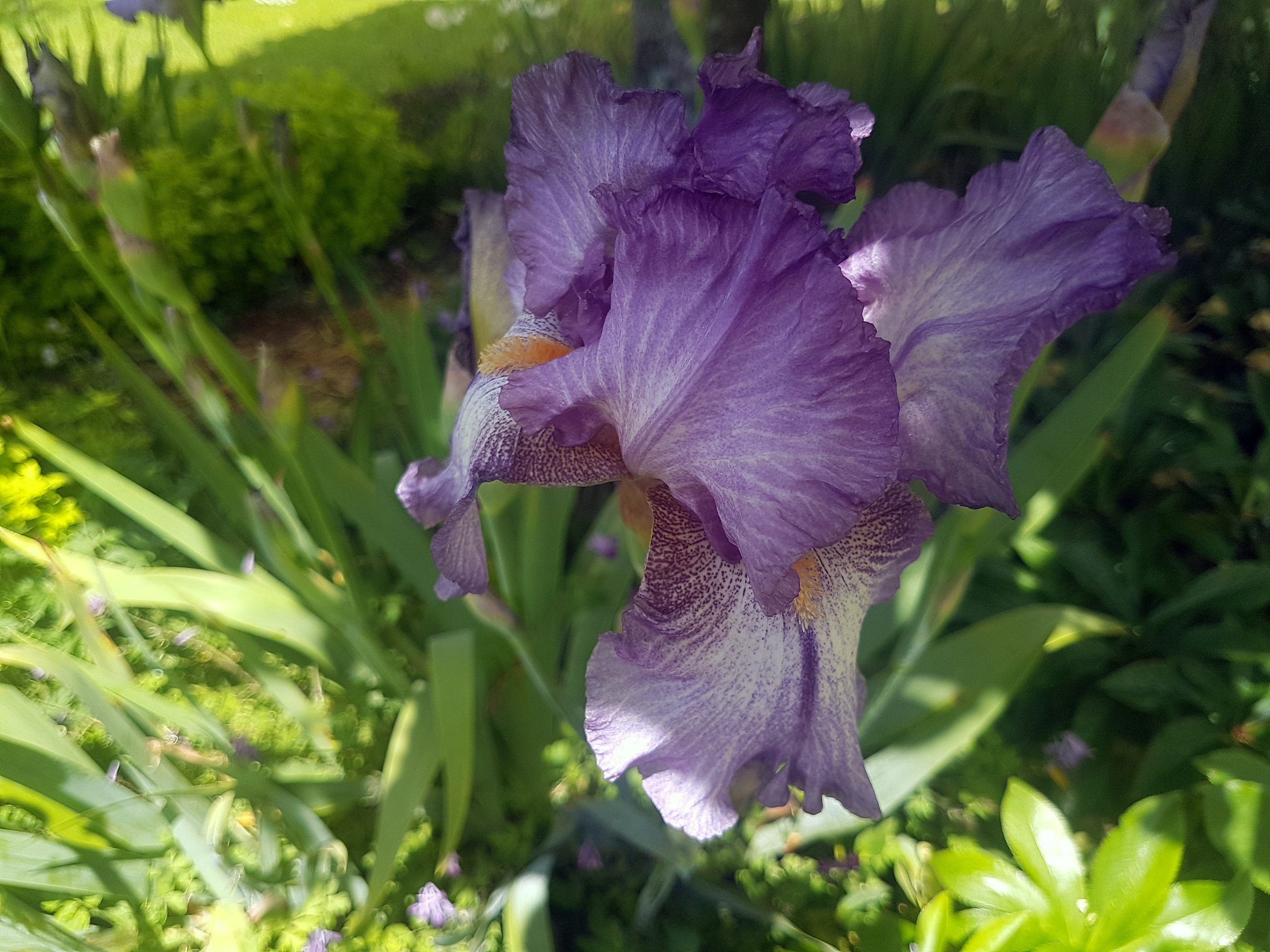 Cairnhill私人花园-27