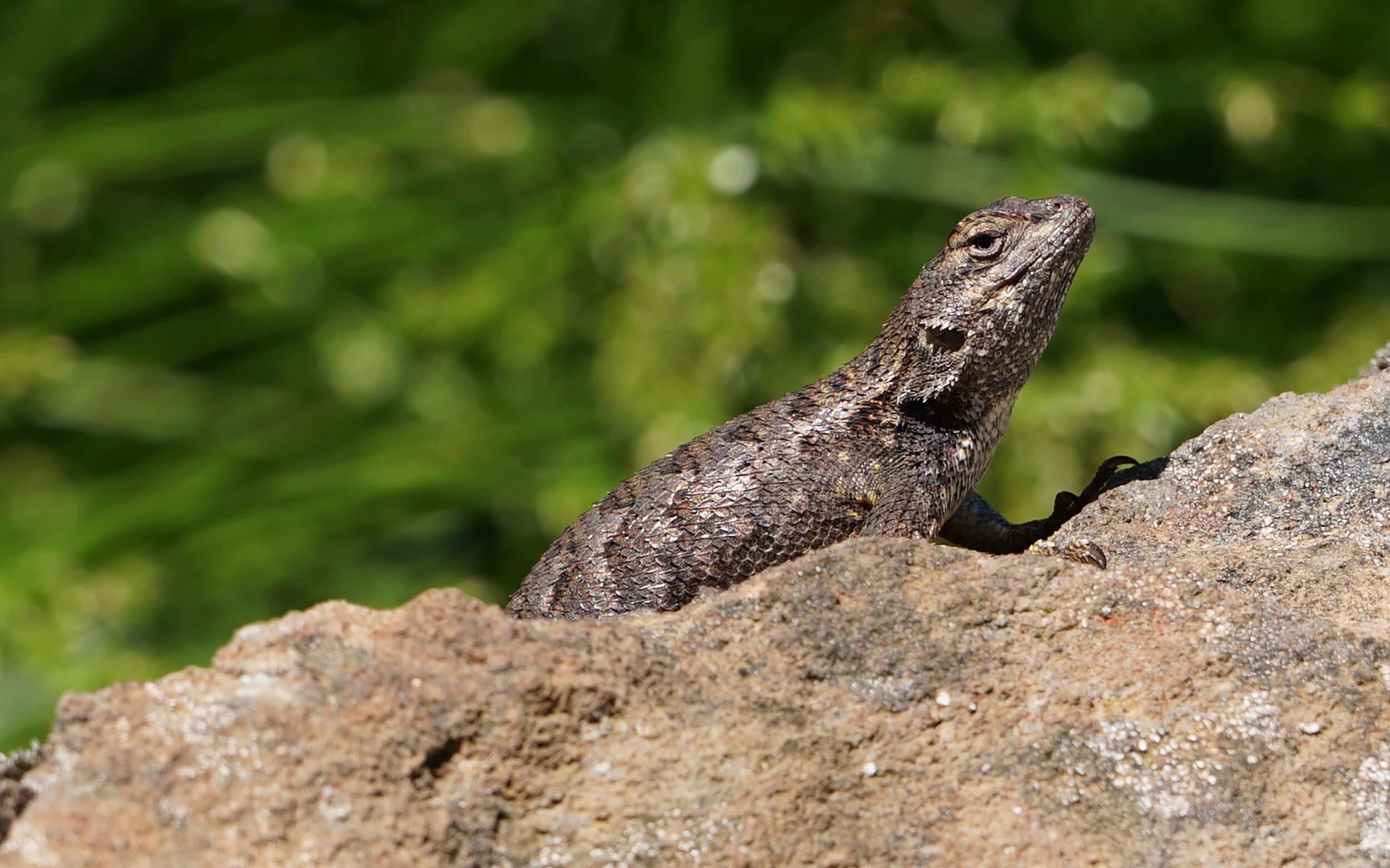 小面积荒野丨Huettl Landscape Architecture-12