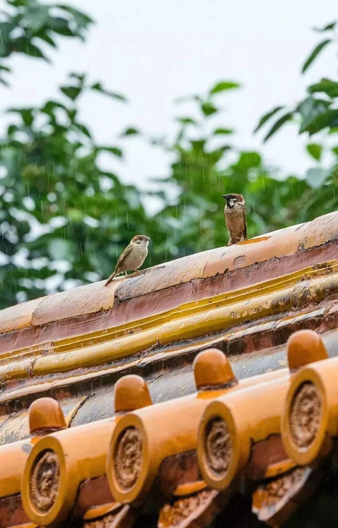 故宫消防 | 世界最大规模木结构建筑群的防火秘籍-68