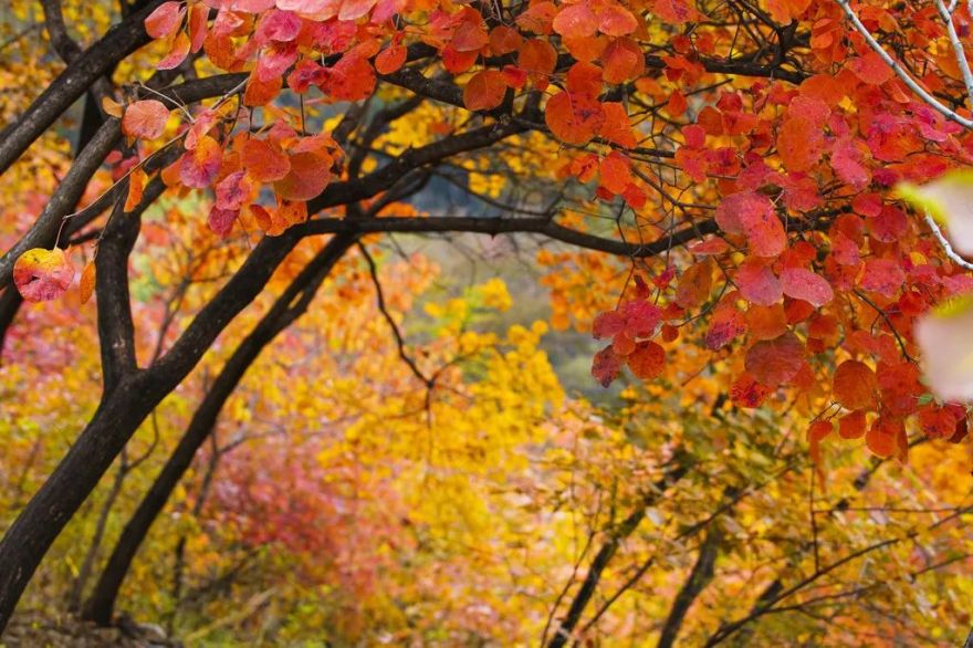 秋色斑斓 | 彩叶树种的园林设计之美-28