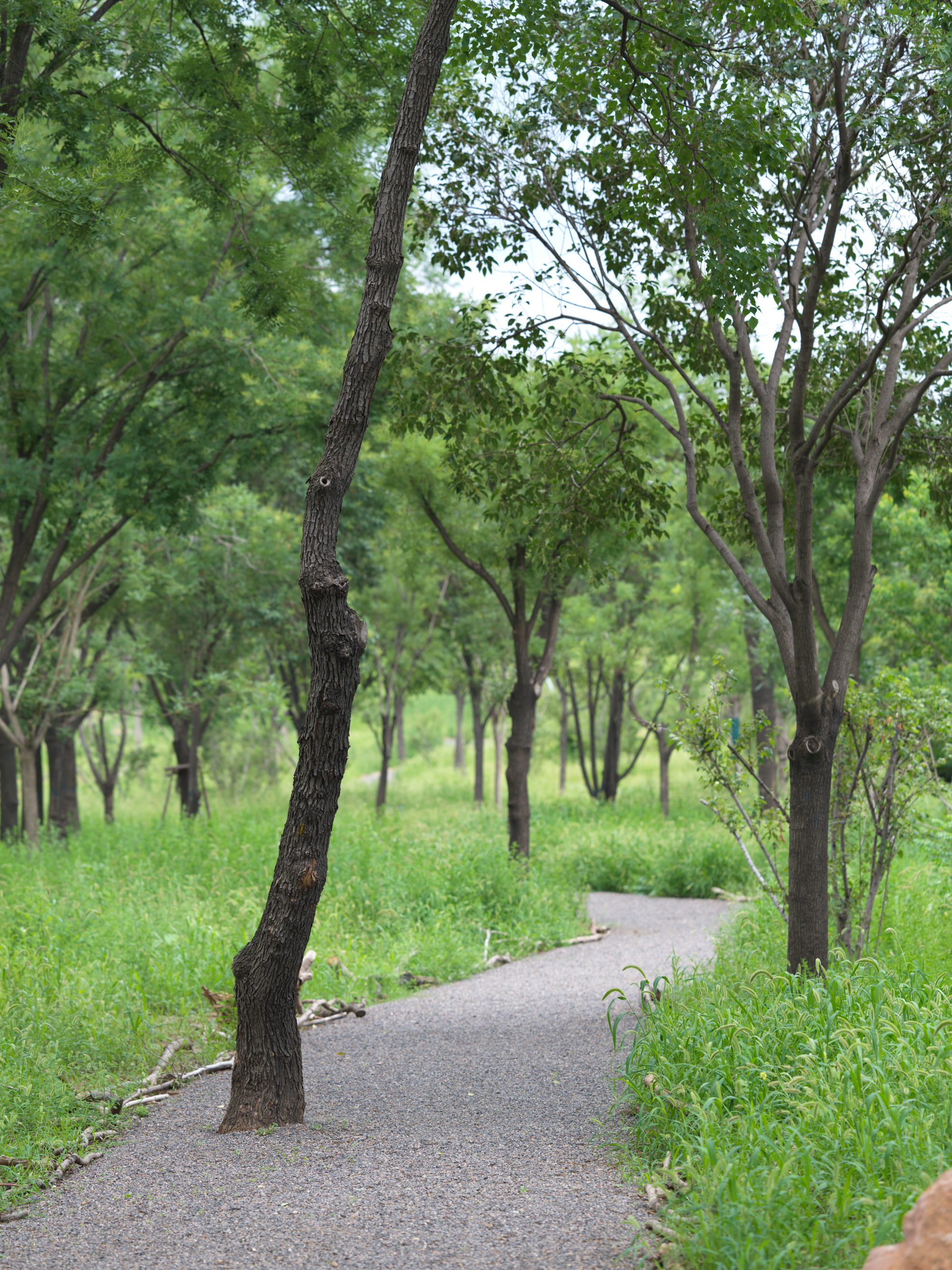谷堆白沙 一期 景观丨中国白沙丨boll是园-129