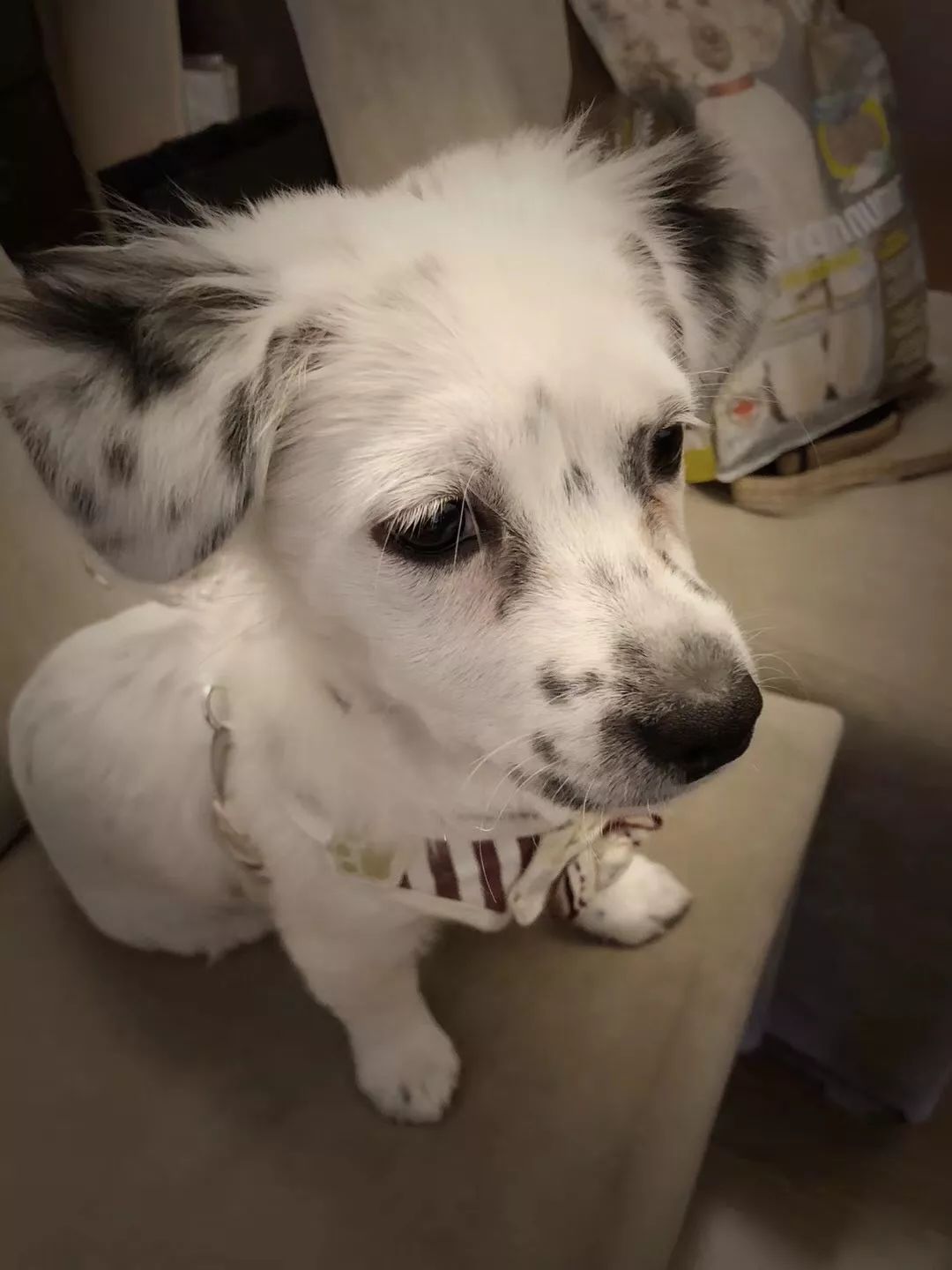 温暖 ENJOY | 从流浪狗到办公室宠儿的感人故事-15