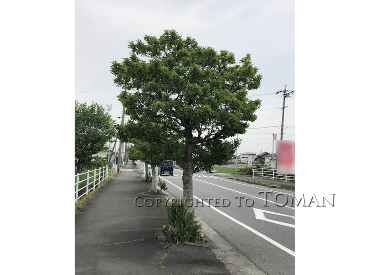 四日市市あがたが丘線ほか８線街路樹管理業務委託-11