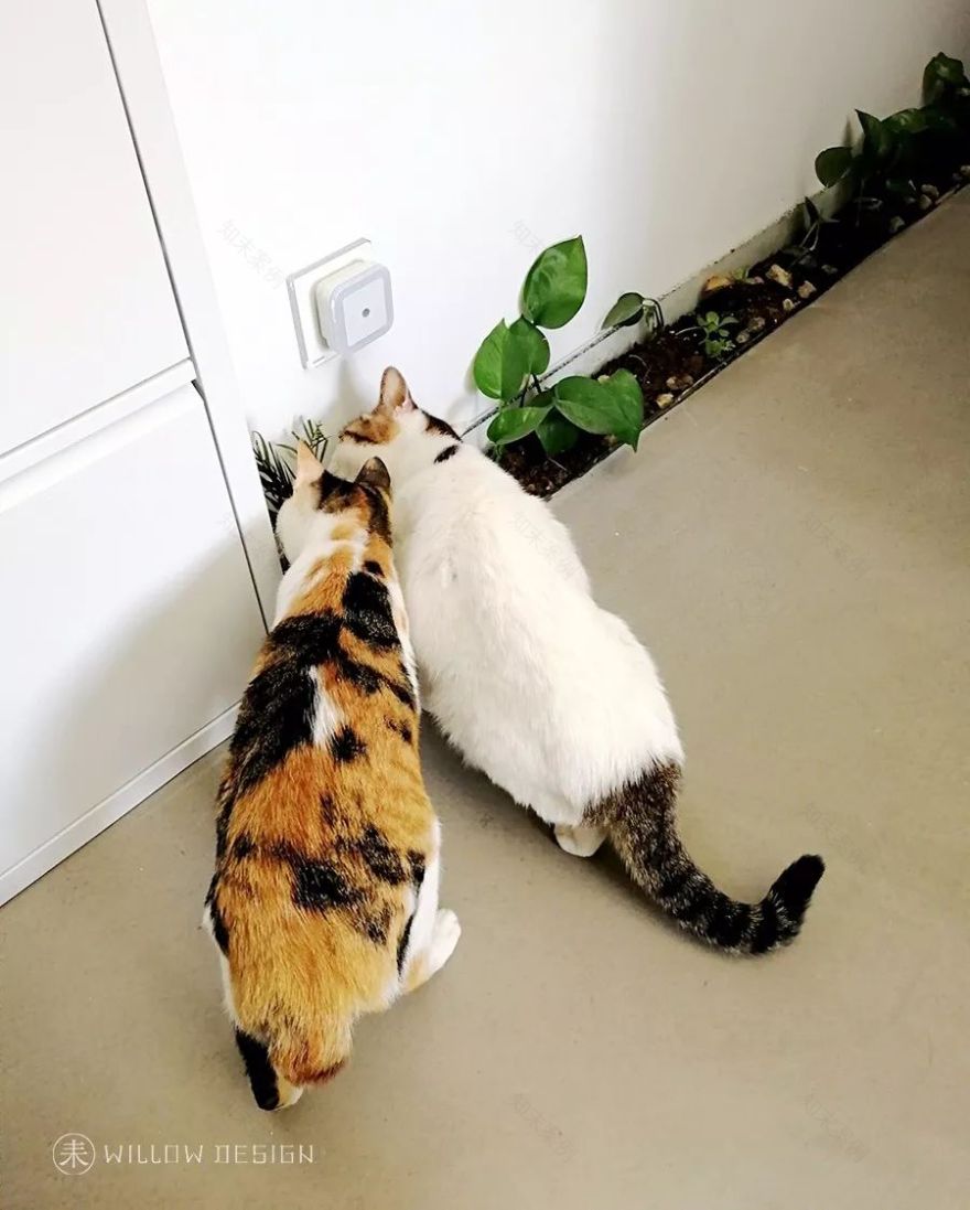 未耒 | 三房两猫-16