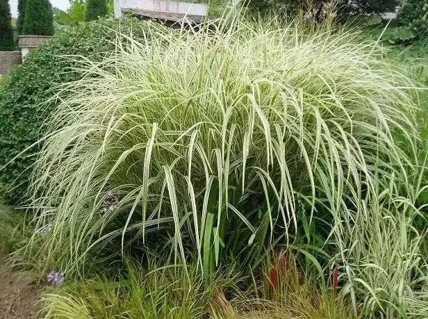 花境设计常用 60 种植物，让花园变得绚丽多彩-141