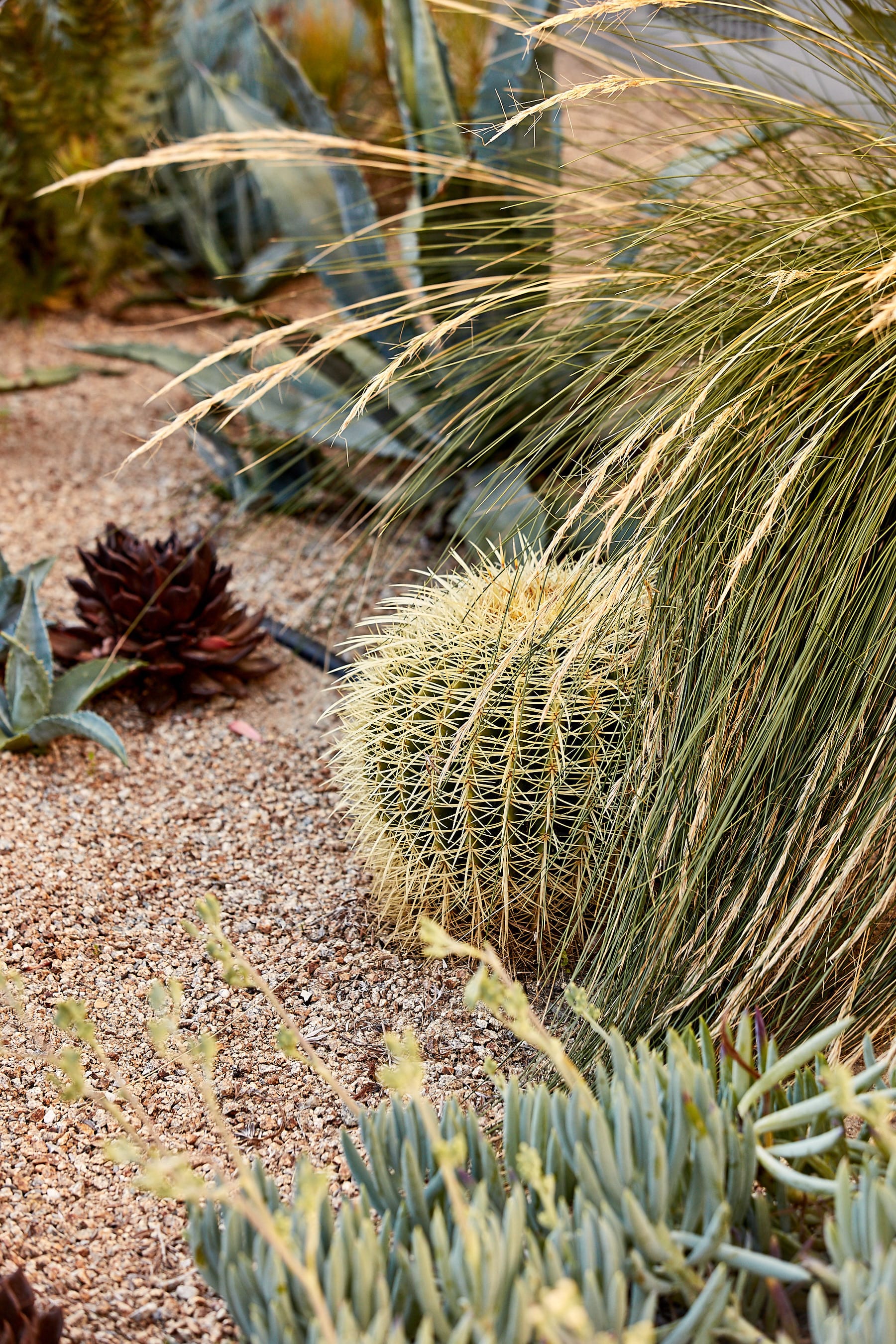 莫宁顿梦境花园-22