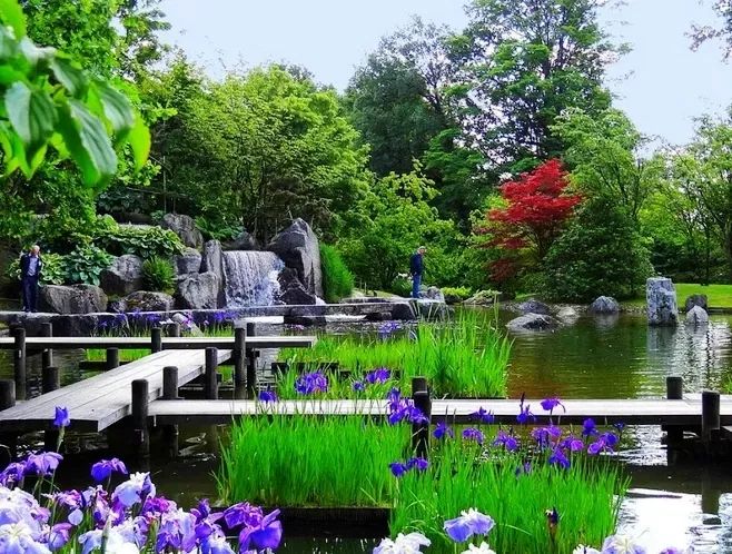 水中翠绿的诗意 | 菖蒲在园林设计中的应用-13