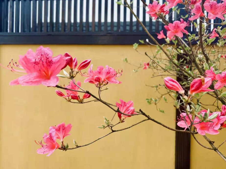 上海日式庭园民宿丨中国上海丨民宿主人-27