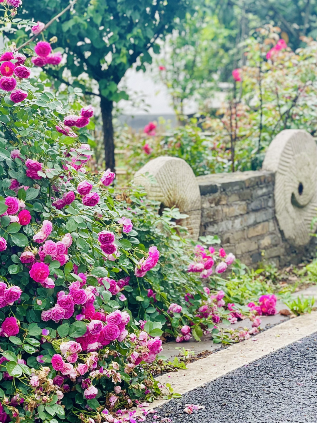 境作|恋“练”春光，“宝藏”踏青地：青浦徐练村，有多好逛？-58