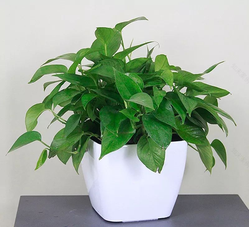 雨季绿植养护攻略-36