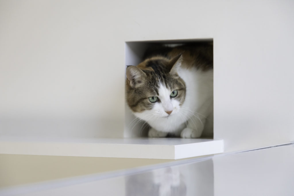猫たちのお気に入りがいっぱい 適度な距離感で住まう大人4人と猫6匹の快適生活 | Architecture | 100%LiFE-16