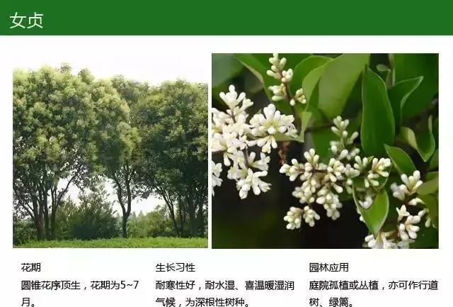 全方位植物设计课程,实战训练,案例示范,作业一对一指导-13
