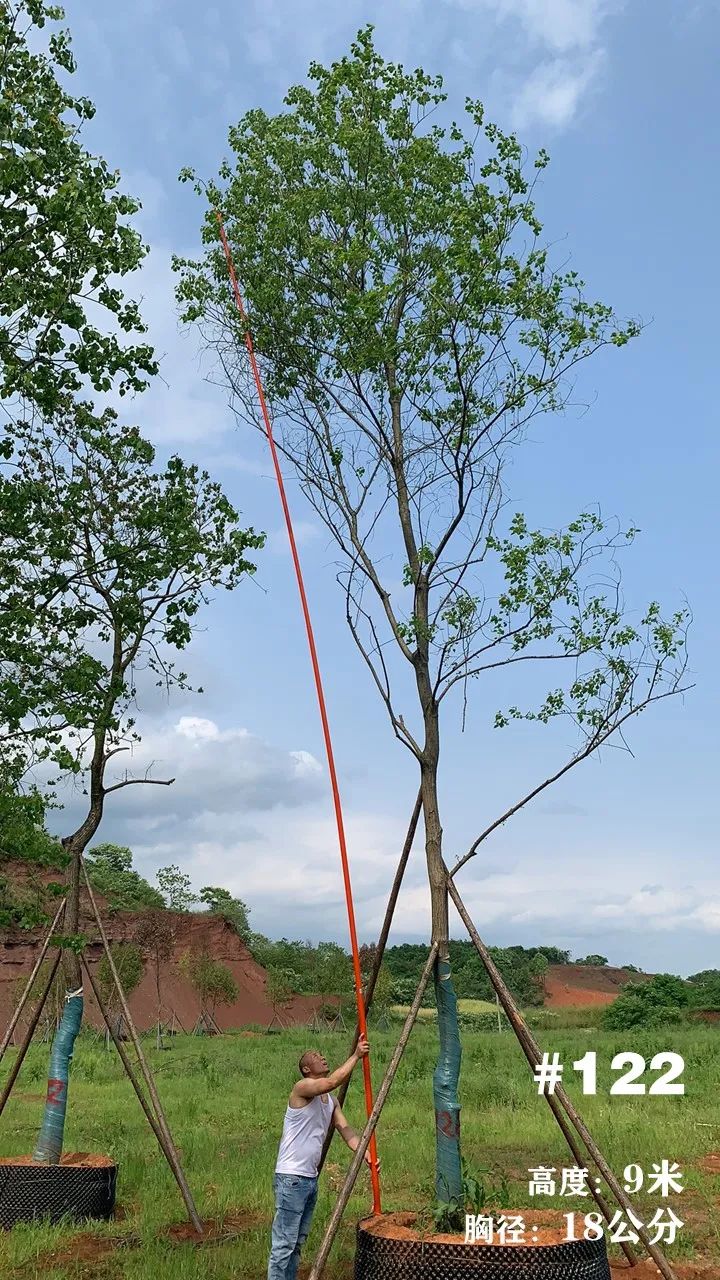 湖南衡阳 148 棵精品乌桕景观设计丨中国衡阳丨看见景观-143