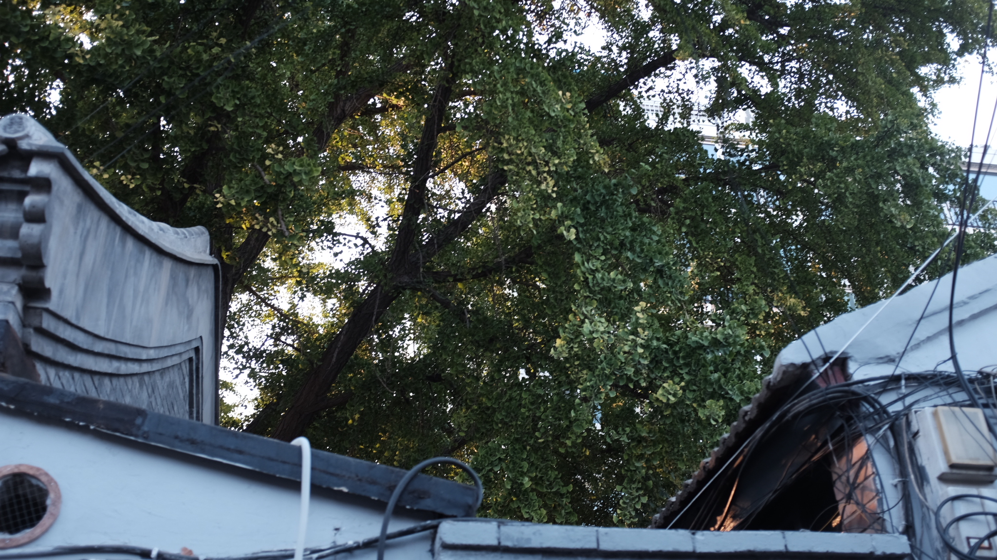 好白商店的“好灰”世界-0